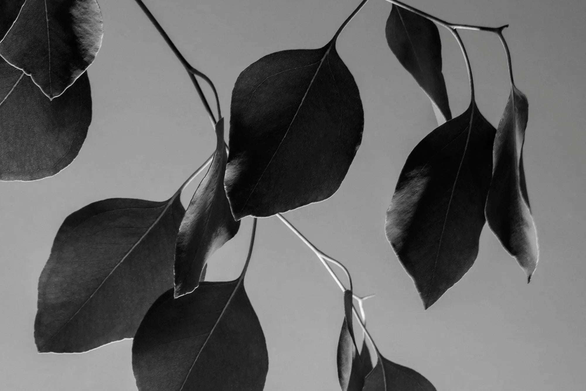 Why Buying Australian Made Matters: Sustainability & Community-The Living Co.