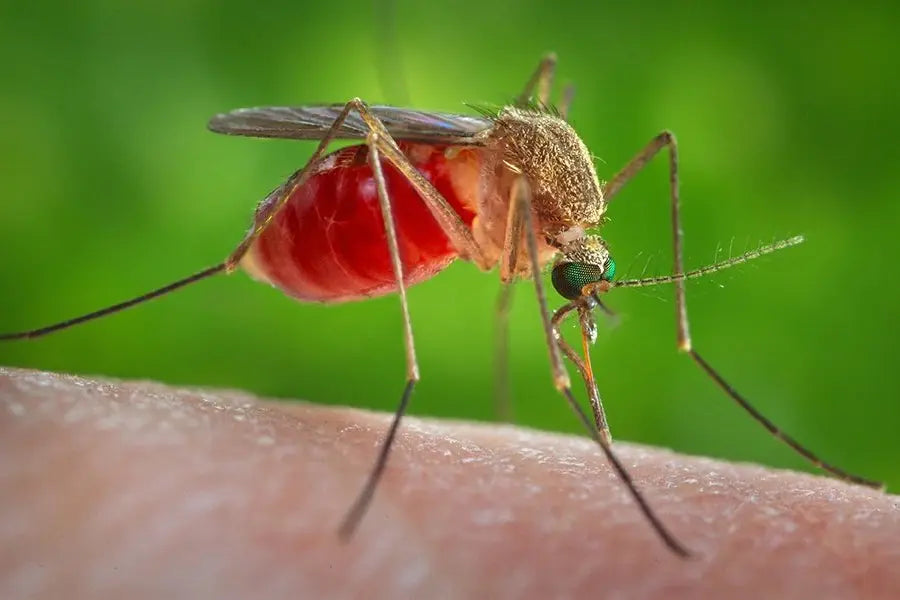 What Are Natural Insect Repellents, and Do They Really Work-The Living Co.
