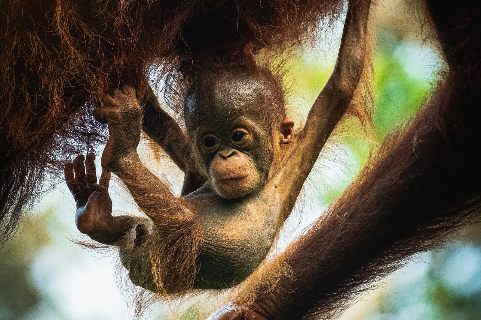 What's the Problem with Palm Oil-The Living Co.