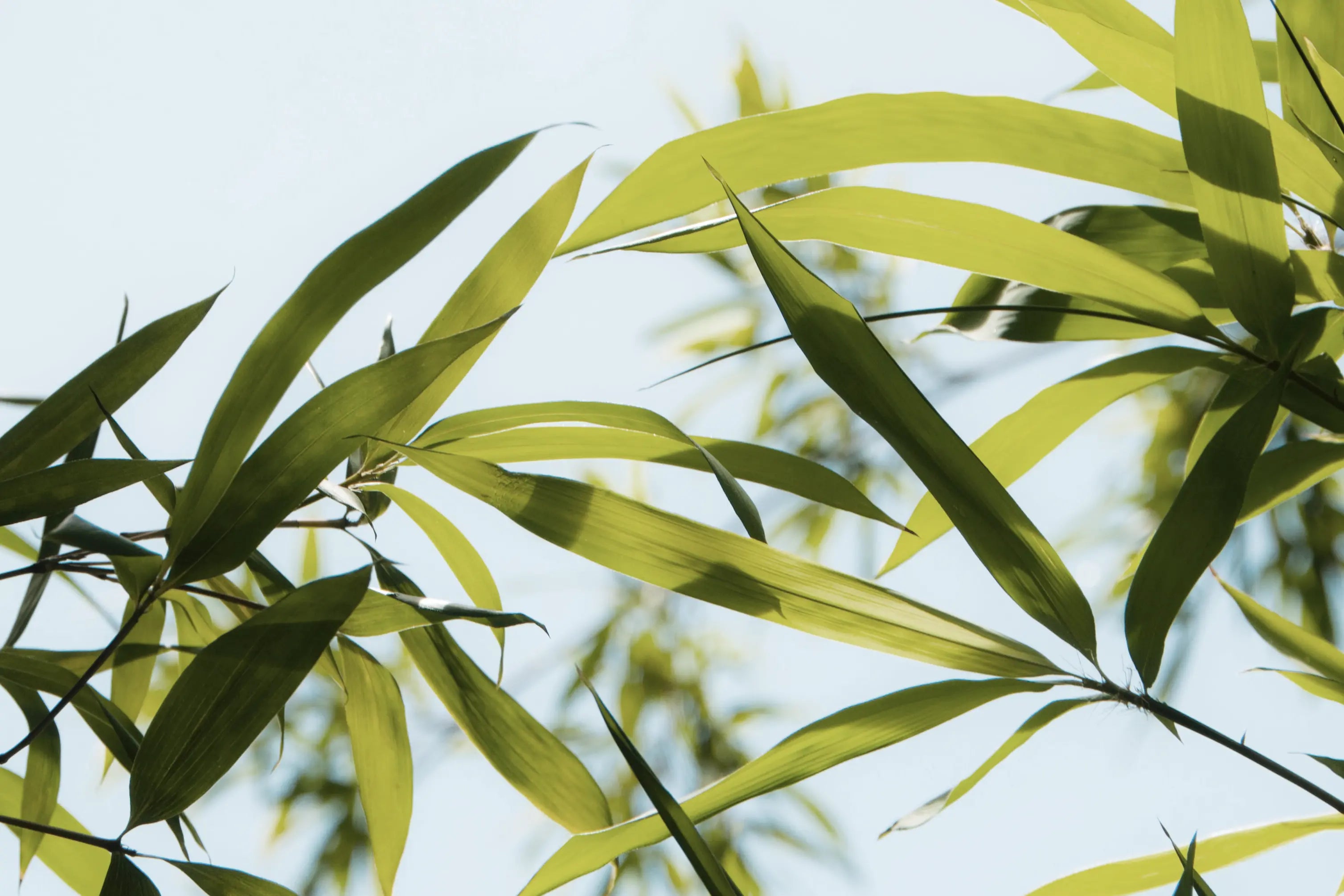 5 Main Advantages of Using Toilet Paper Made of Bamboo-The Living Co.
