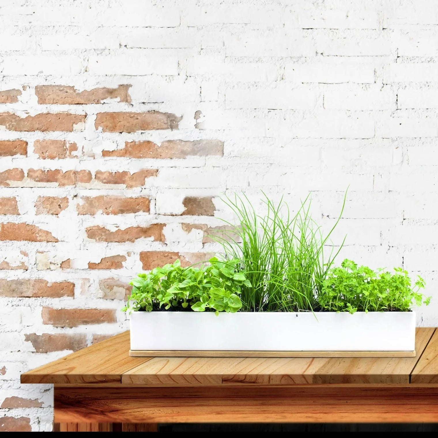 Urban Greens Windowsill Grow Kit Microherbs 45x8x6cm