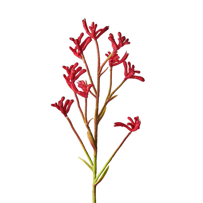 Urban Greens Australian Native Kangaroo Paws Grow Kit