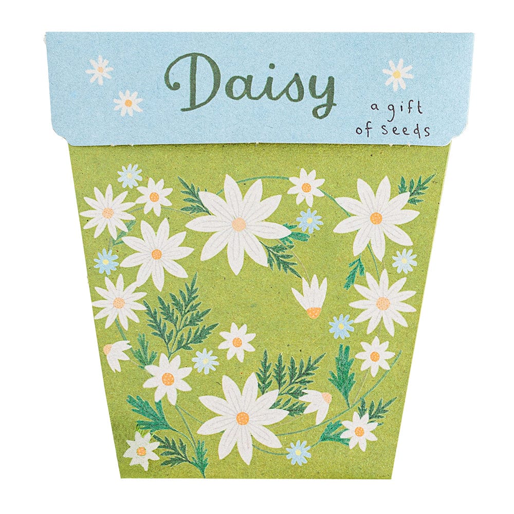 Sow 'n Sow Gift of Seeds Daisy
