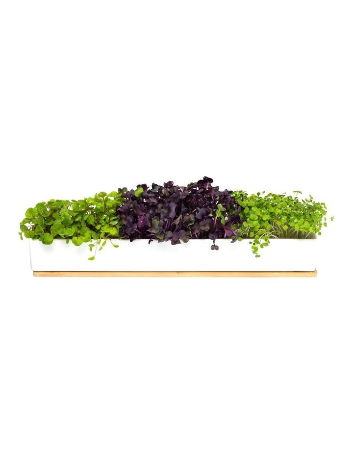 Urban Greens Windowsill Grow Kit Microgreens 45x8x6cm