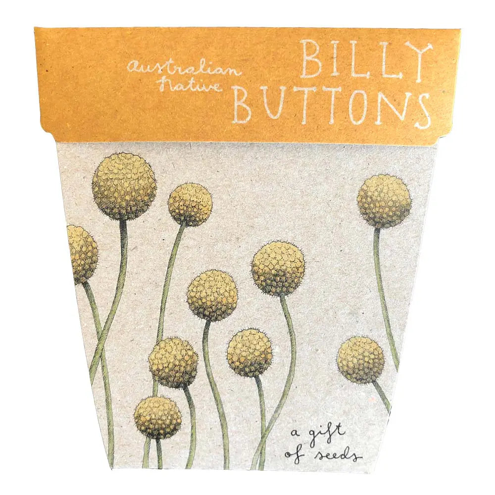 Sow 'n Sow Gift of Seeds Billy Buttons-The Living Co.