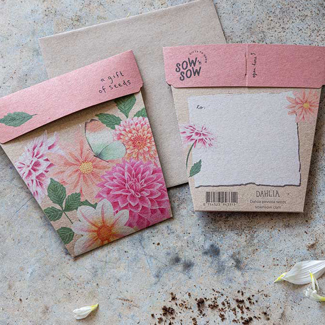 Sow 'n Sow Gift of Seeds Dahilia