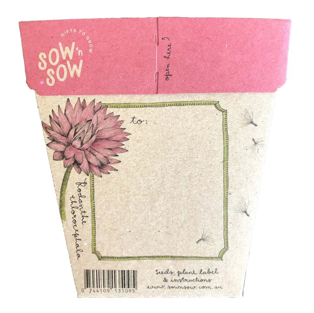 Sow 'n Sow Gift of Seeds Everlasting Daisy-The Living Co.