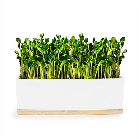 Urban Greens Mini Garden Sprouts Kit Sunflower 20x8x7cm-The Living Co.