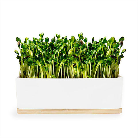 Urban Greens Mini Garden Sprouts Kit Sunflower 20x8x7cm