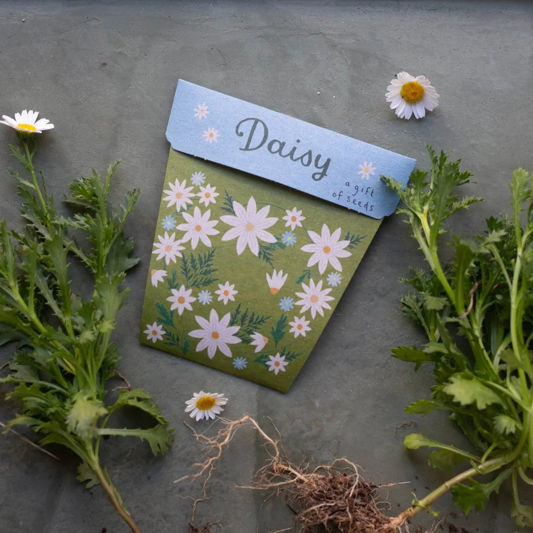 Sow 'n Sow Gift of Seeds Daisy-The Living Co.