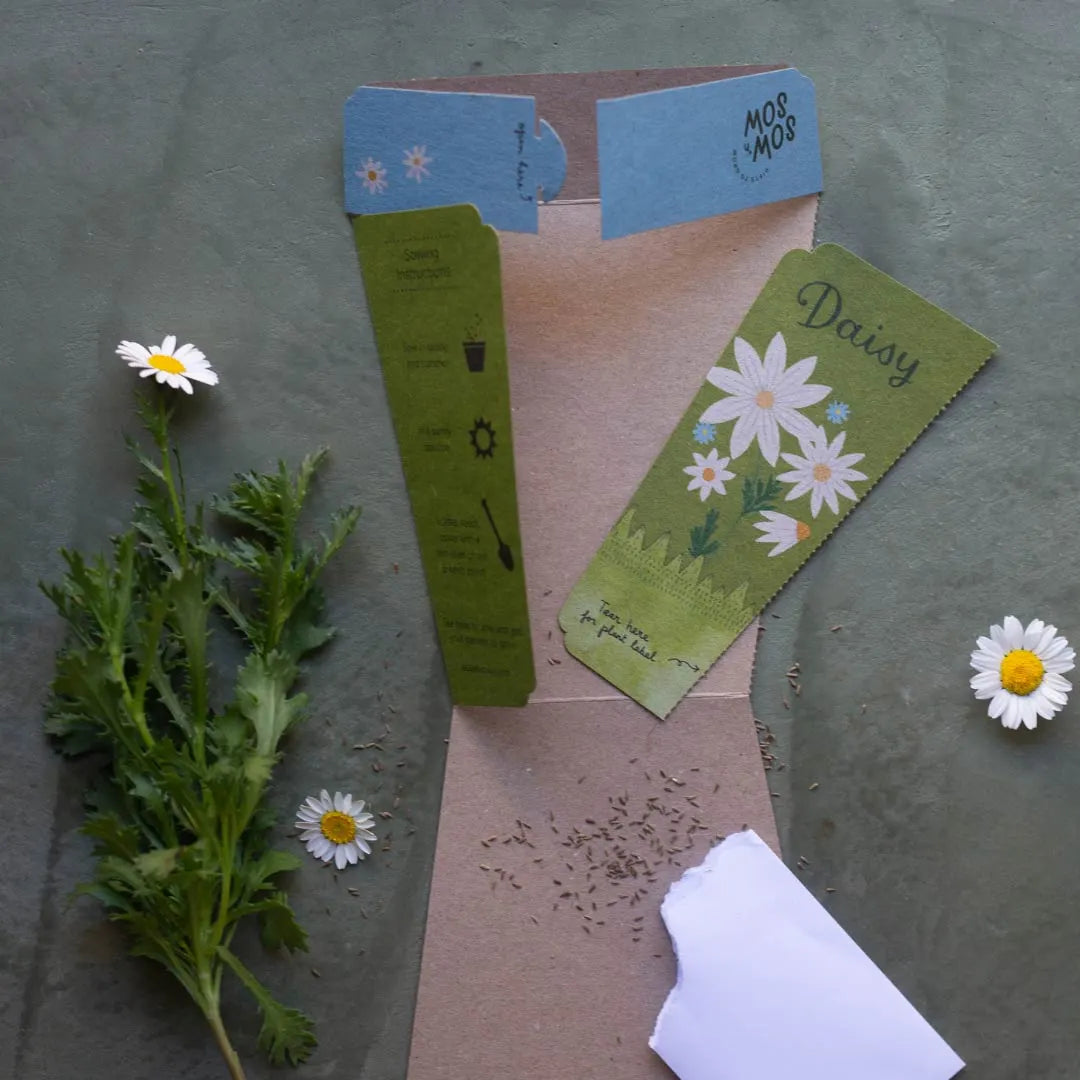 Sow 'n Sow Gift of Seeds Daisy-The Living Co.