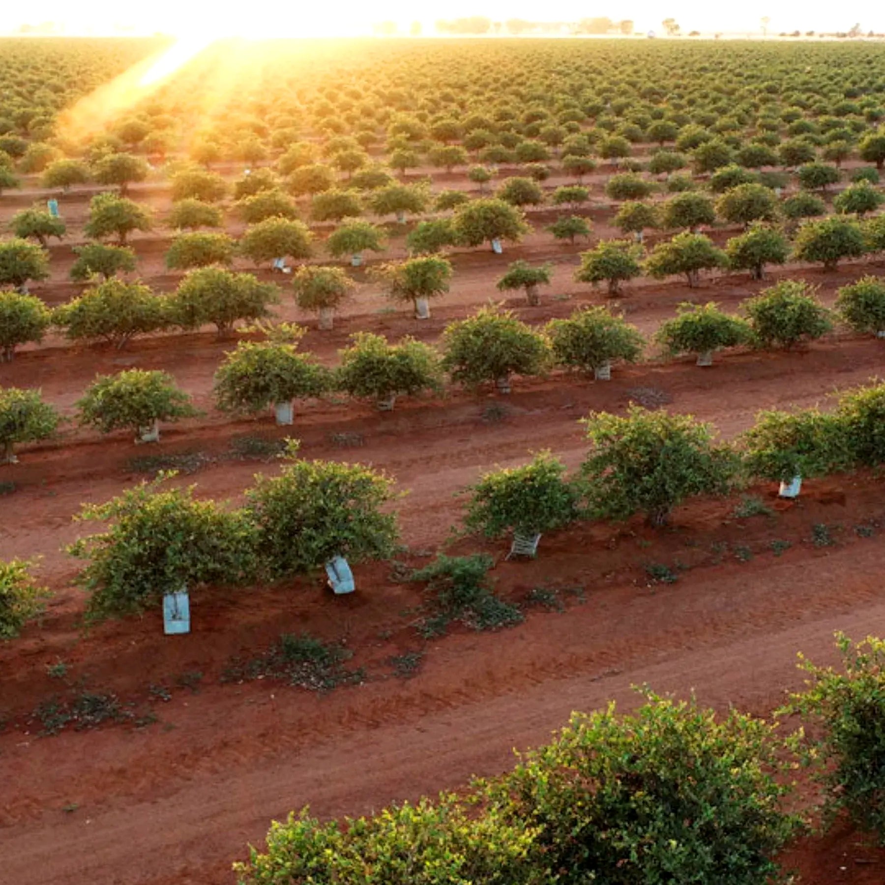 Agricultural field with rows of Jojoba under a sunset sky.