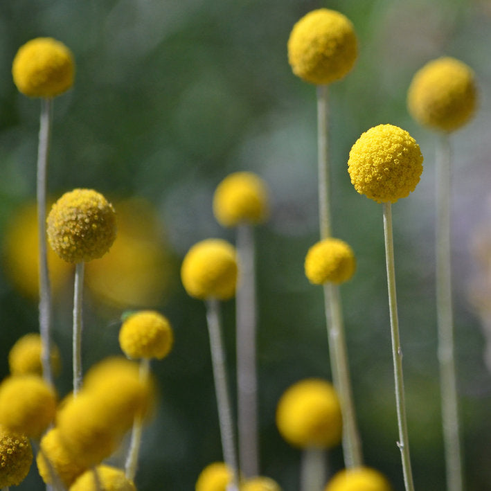 Urban Greens Australian Native Billy Buttons Grow Kit-The Living Co.