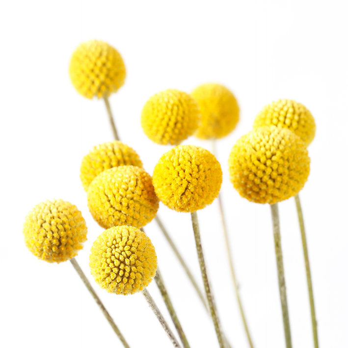 Urban Greens Australian Native Billy Buttons Grow Kit-The Living Co.