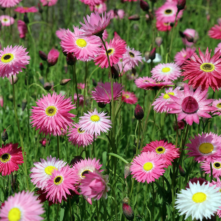 Urban Greens Australian Native Everlasting Daisies Grow Kit-The Living Co.