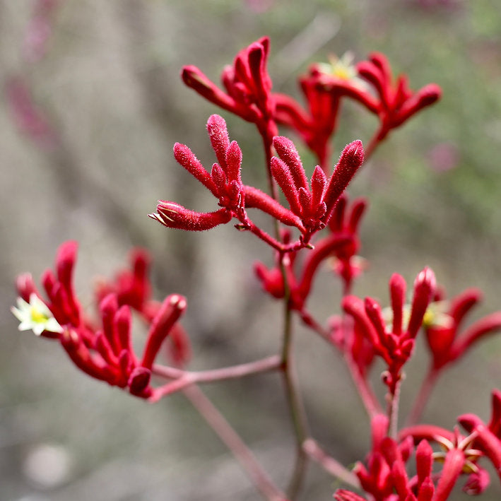 Urban Greens Australian Native Kangaroo Paws Grow Kit-The Living Co.