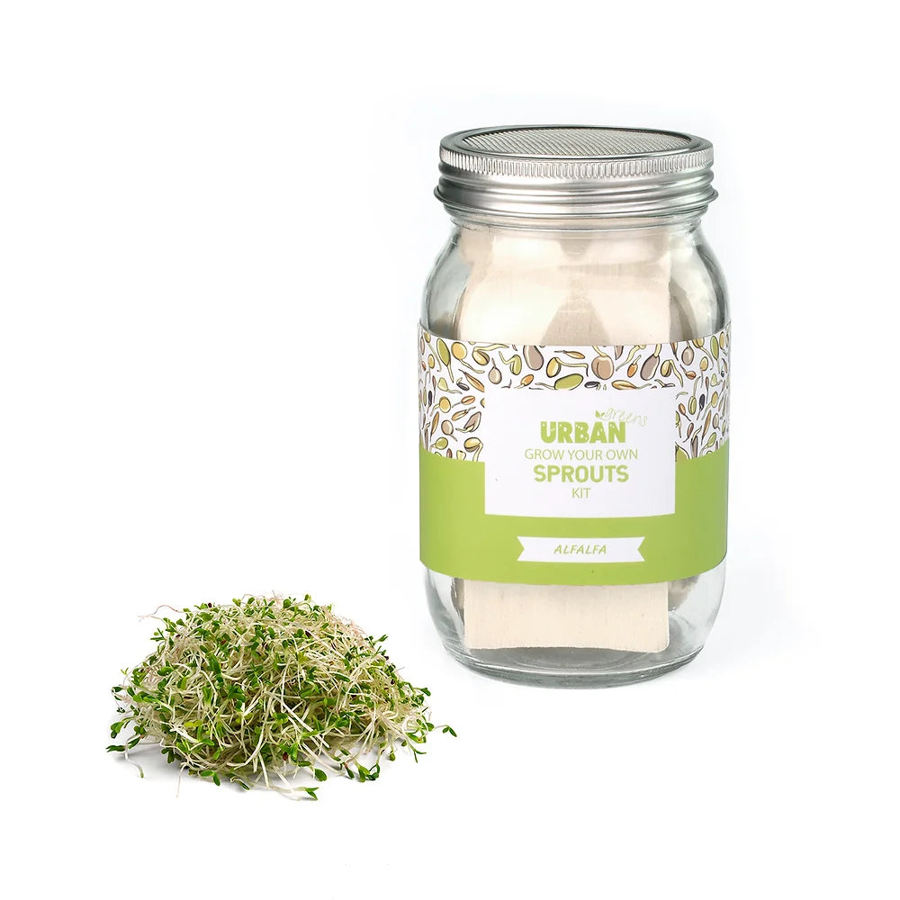 Urban Greens Sprout Jar - Alfafa-The Living Co.