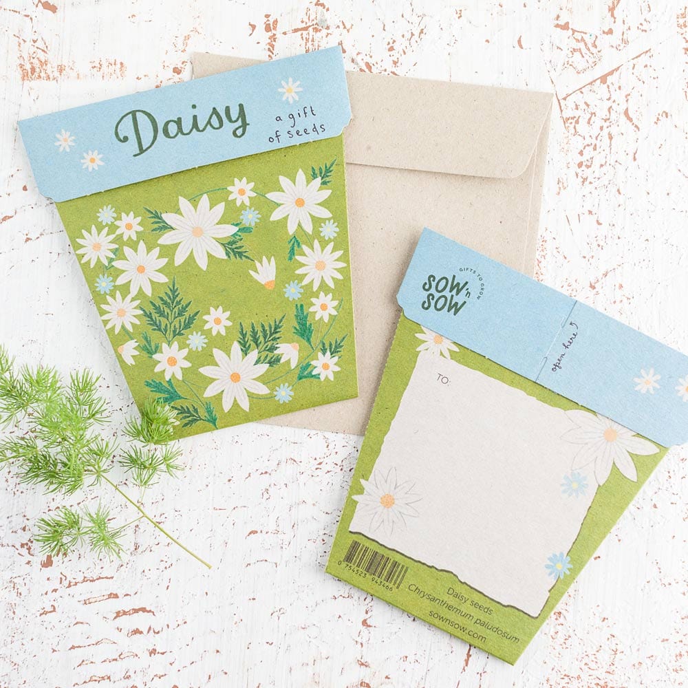 Sow 'n Sow Gift of Seeds Daisy-The Living Co.