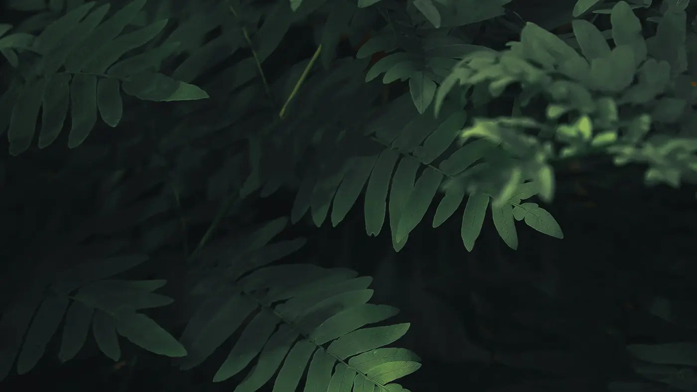 the-living-co-eco-friendly-melbourne-store-The Living Co.