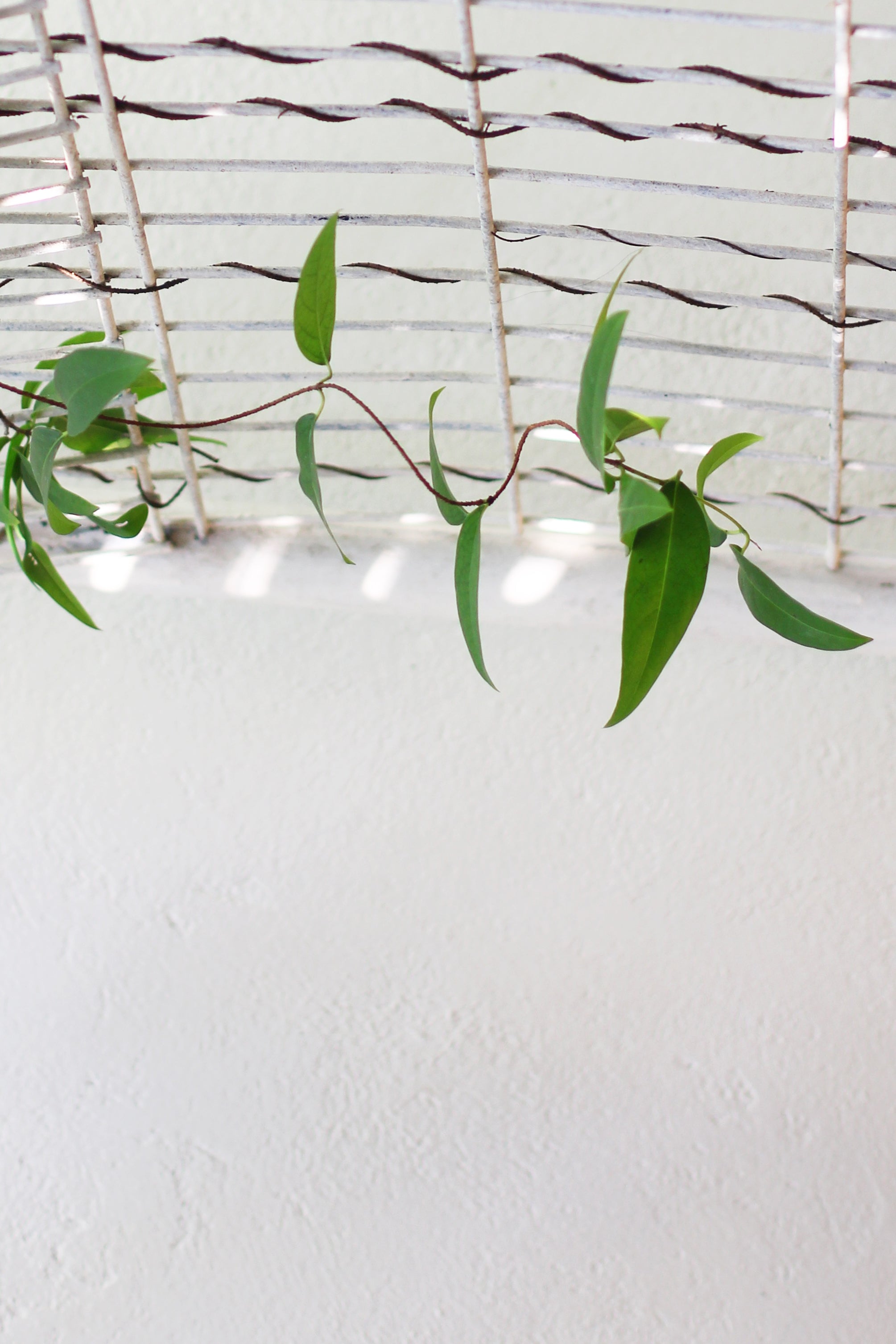 vine hanging