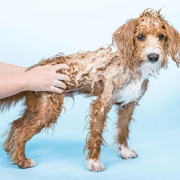 Ethique Shampooch Dogs Solid Shampoo Sensitive (110g)-The Living Co.