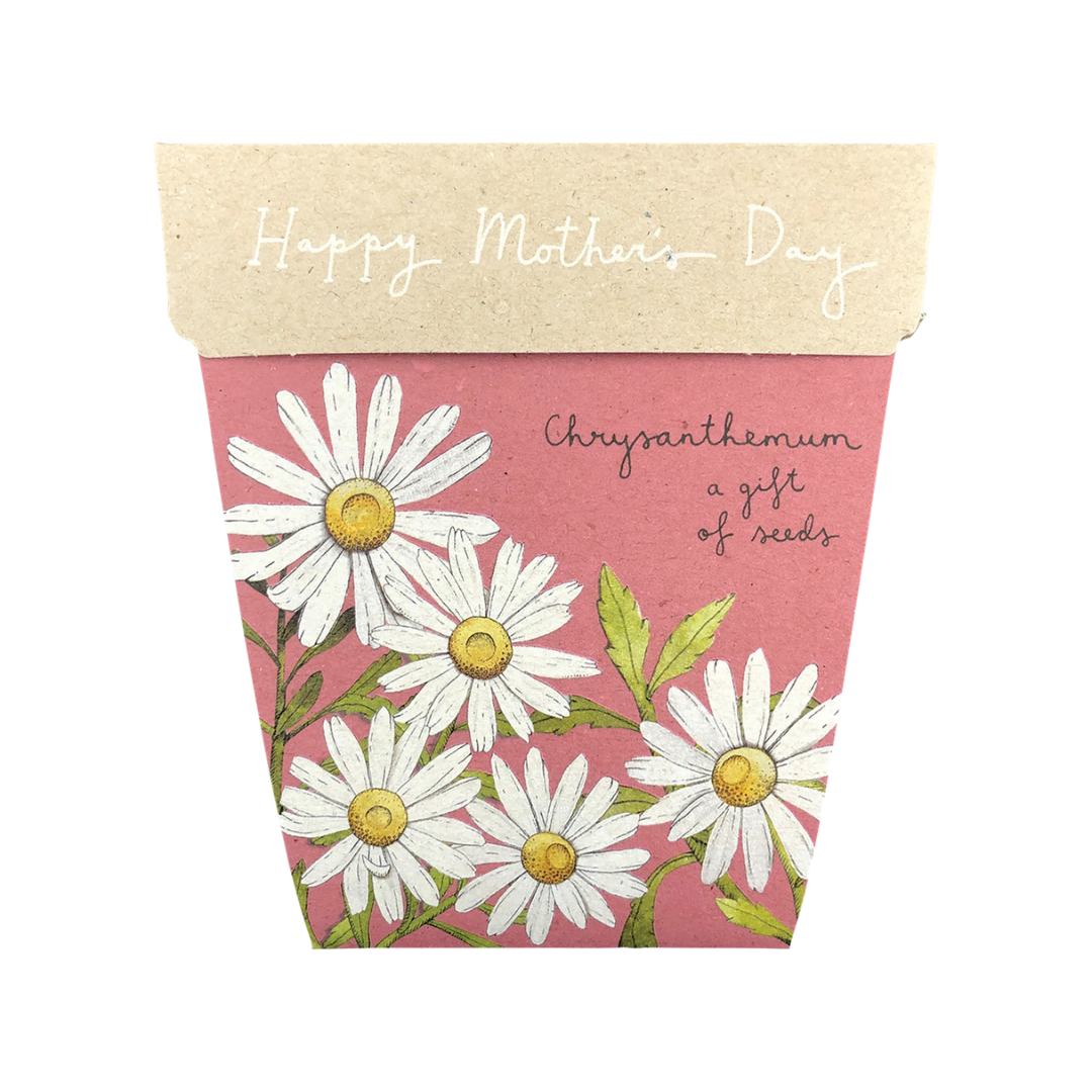 Sow 'n Sow Gift Of Seeds Mother's Day Chrysanthemum-The Living Co.