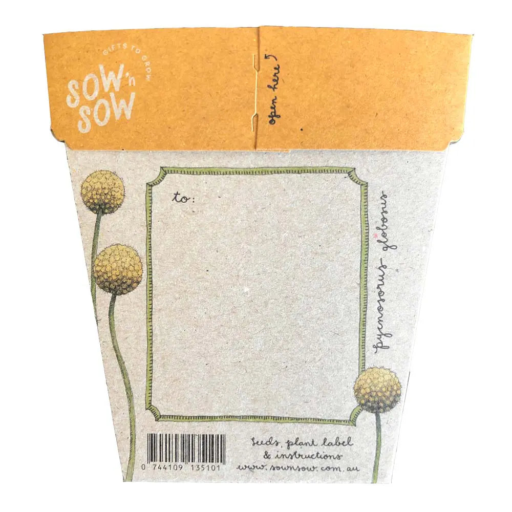 Sow 'n Sow Gift of Seeds Billy Buttons-The Living Co.
