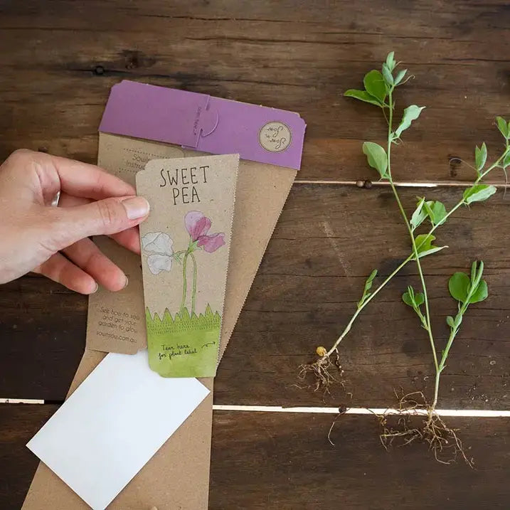 Sow 'n Sow Gift of Seeds Sweet Pea-The Living Co.